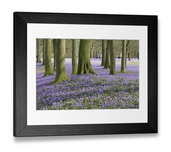 Framed Print : Crocuses (Crocus sp.), Husum palace gardens Framed Print : Crocuses (Crocus sp.), Husum palace gardens