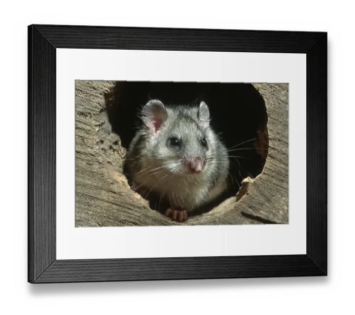 Framed Print : Edible dormouse (Glis glis), fat dormouse in hollow tree at night in forest