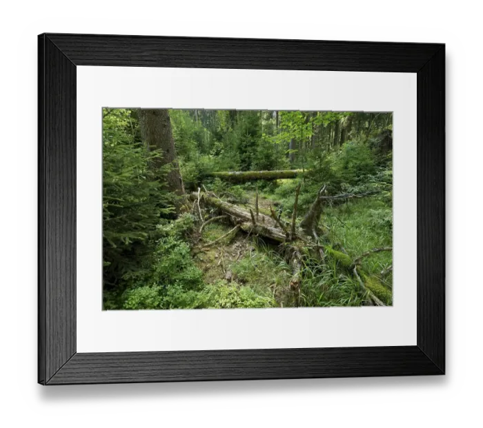 Framed Print : Dead wood in primeval spruce forest