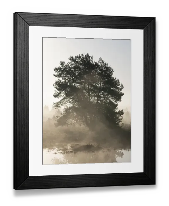 Framed Print : Scots pine (Pinus sylvestris) in the moor Framed Print : Scots pine (Pinus sylvestris) in the moor