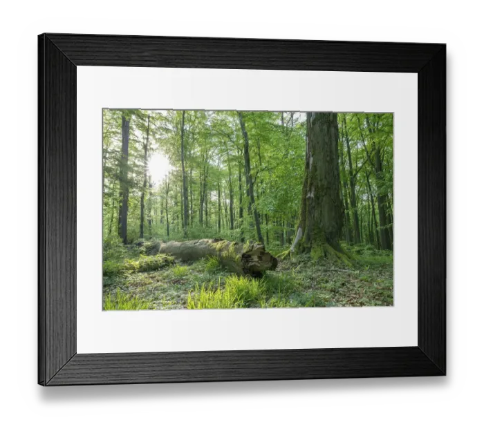 Framed Print : Mixed deciduous forest, deadwood Framed Print : Mixed deciduous forest, deadwood