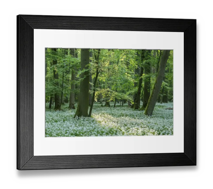Framed Print : Near-natural deciduous forest with flowering ramson (Allium ursinum)