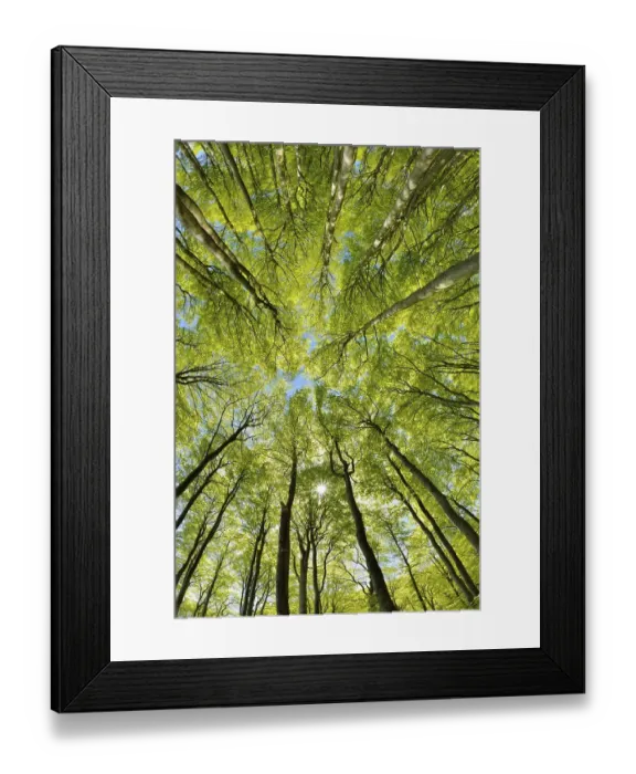 Framed Print : Near-natural sunny beech forest in spring