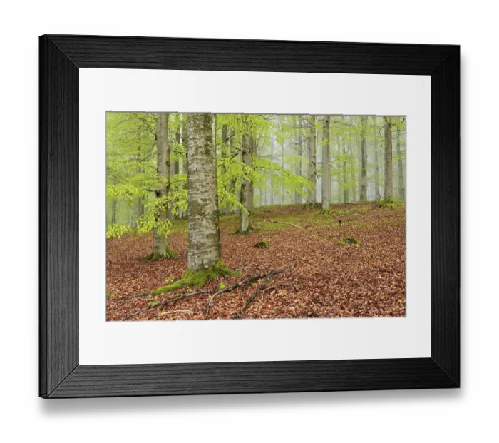 Framed Print : Beech forest with mist in early spring