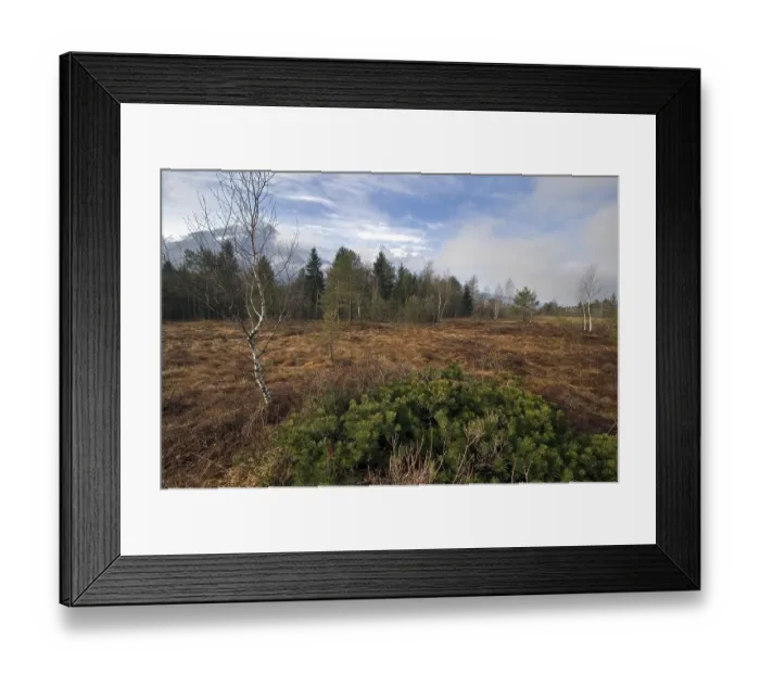 Framed Print : Marsh landscape, Walchensee, Tyrol