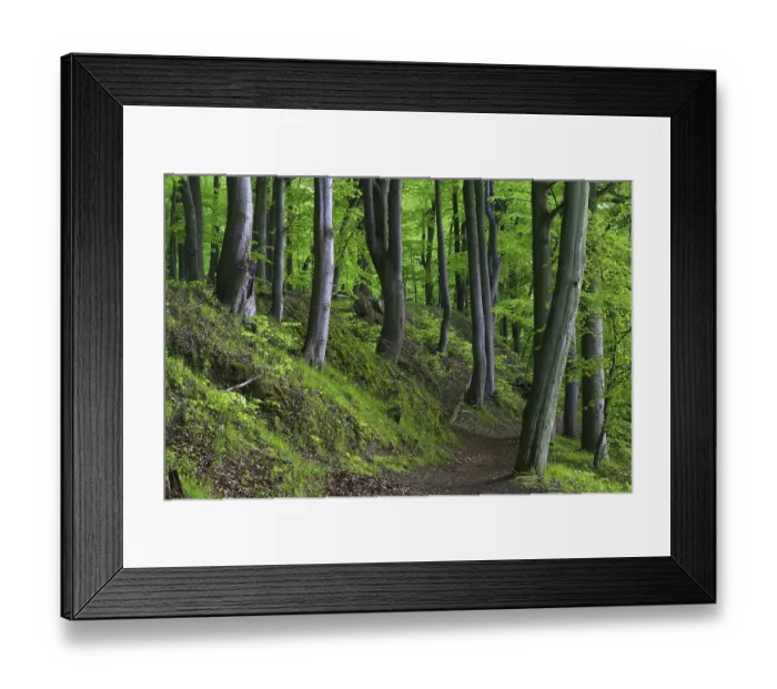 Framed Print : Old Beeches (Fagus sylvatica) bordering a walking trail Framed Print : Old Beeches (Fagus sylvatica) bordering a walking trail