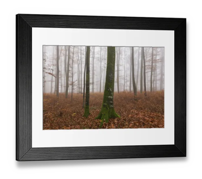 Framed Print : Beech forest (Fagus sylvatica) in late autumn near fog Framed Print : Beech forest (Fagus sylvatica) in late autumn near fog