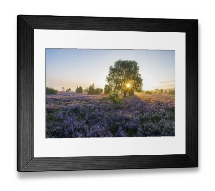 Framed Print : Heath landscape, flowering common heather (Calluna vulgaris)