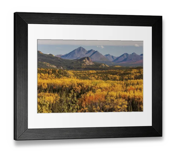 Framed Print : Yellowish coloured aspens in autumn in front of mountains Framed Print : Yellowish coloured aspens in autumn in front of mountains