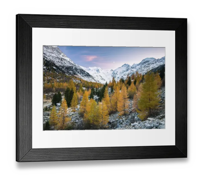 Framed Print : Autumnal larch forest in the valley of the Morteratsch Glacier