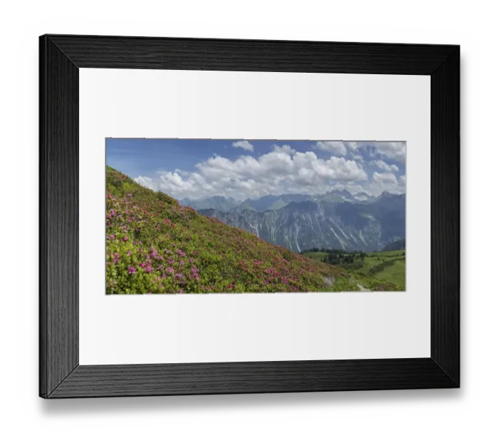 Framed Print : Alpine rose blossom, panorama from the Fellhorn to the Hoefats