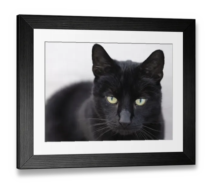 Framed Print : Black domestic cat (Felidae)