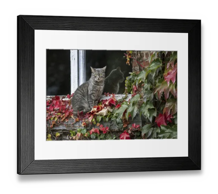 Framed Print : House cat sitting on windowsill among red leaves of Virginia creeper (Parthenocissus quinquefolia)