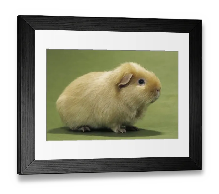 Framed Print : Cute golden cavy, guinea pig (Cavia porcellus) portrait Framed Print : Cute golden cavy, guinea pig (Cavia porcellus) portrait
