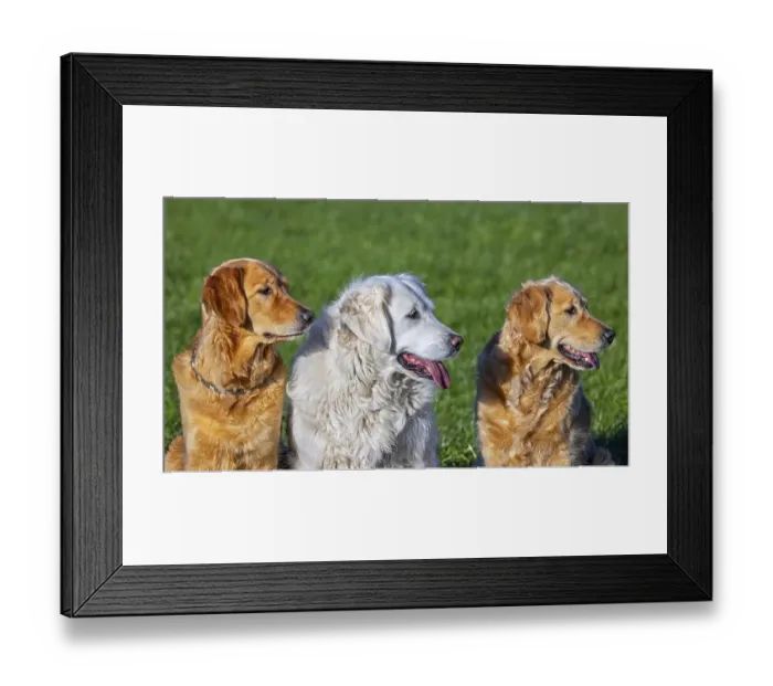 Framed Print : Golden retriever dog with cream coloured coat sitting outside amongst two golden retrievers in garden