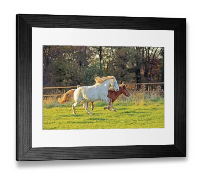 Framed Print : Horse (Equus), Shetland pony galloping in a meadow
