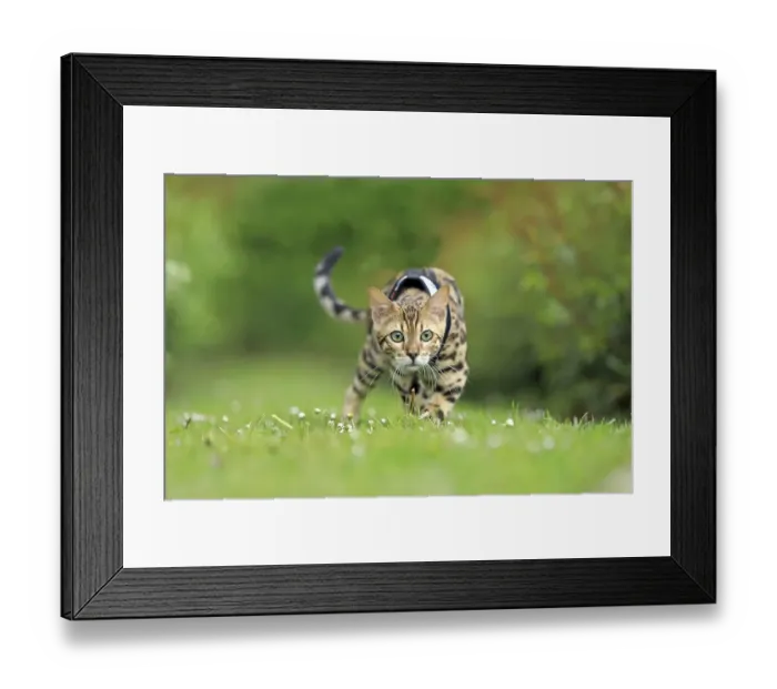 Framed Print : Bengal cat