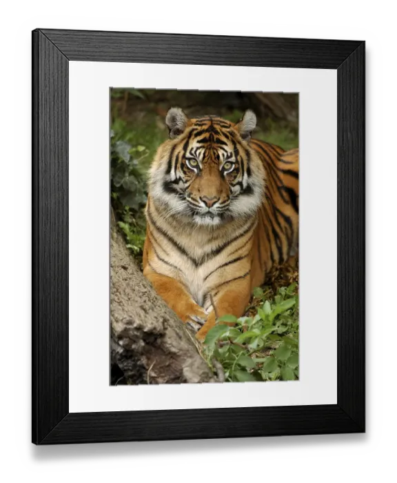 Framed Print : Sumatran tiger (Panthera tigris sumatrae)