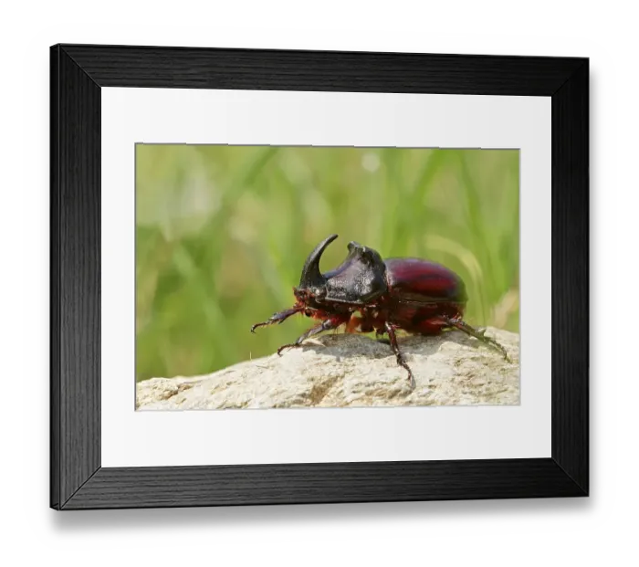 Framed Print : European Rhinoceros Beetle (Oryctes nasicornis)