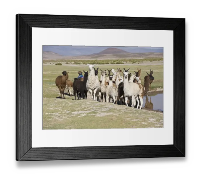 Framed Print : Llama (Lama glama) herd, San Juan