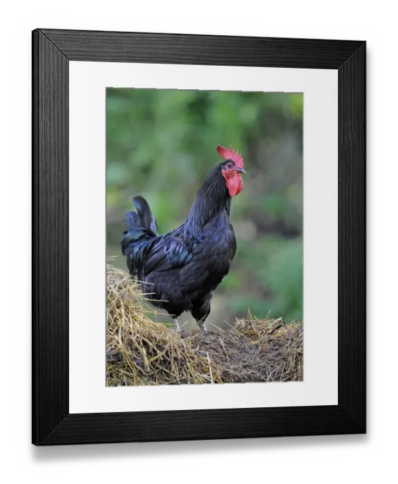 Framed Print : Denizli cock on a heap of manure Framed Print : Denizli cock on a heap of manure