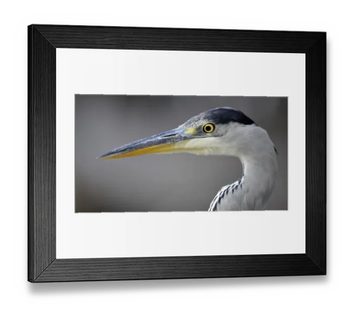 Framed Print : Grey Heron (Ardea cinerea) Framed Print : Grey Heron (Ardea cinerea)