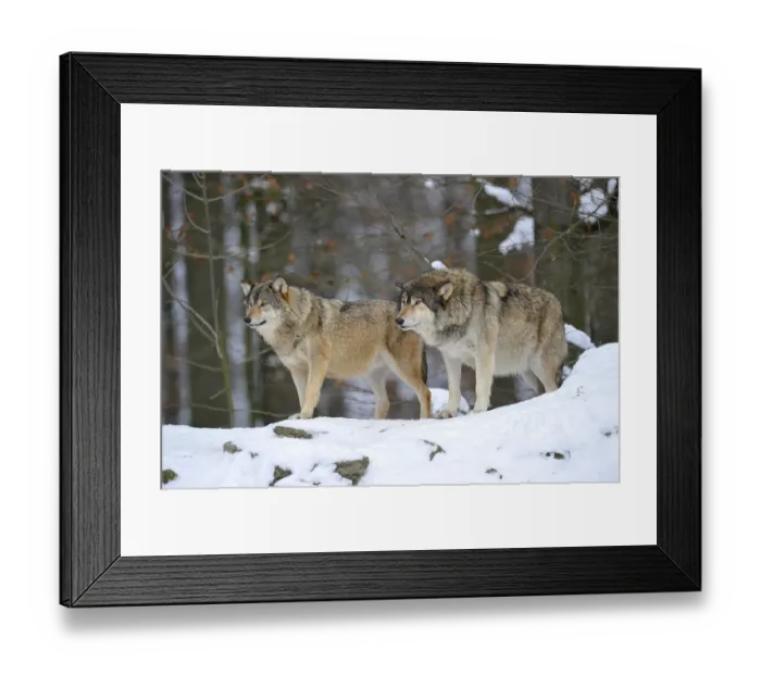 Framed Print : Mackenzie Wolves, Eastern wolf