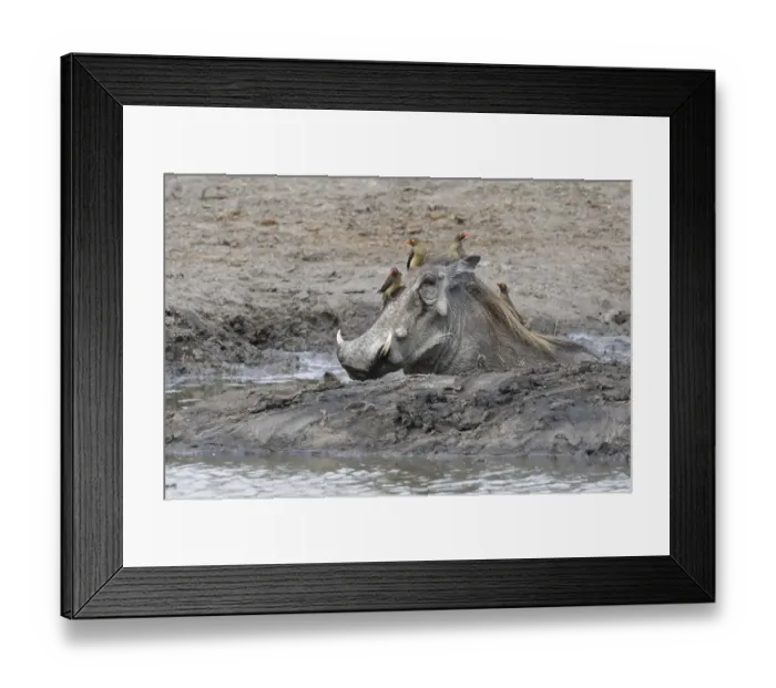 Framed Print : Common warthog (Phacochoerus africanus)