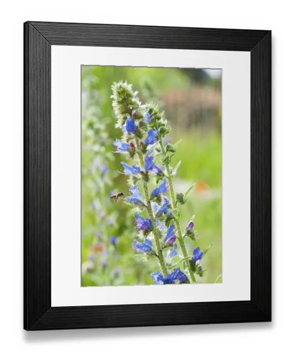 Framed Print : Common viper's bug (Echium vulgare) with collecting wild bee Red mason bee (Osmia bicornis), flying, collecting, pollinating, nature garden of the nature conservation station Huede, Lemfoerde, Lower Saxony, Germany Framed Print : Common viper's bug (Echium vulgare) with collecting wild bee Red mason bee (Osmia bicornis), flying, collecting, pollinating, nature garden of the nature conservation station Huede, Lemfoerde, Lower Saxony, Germany