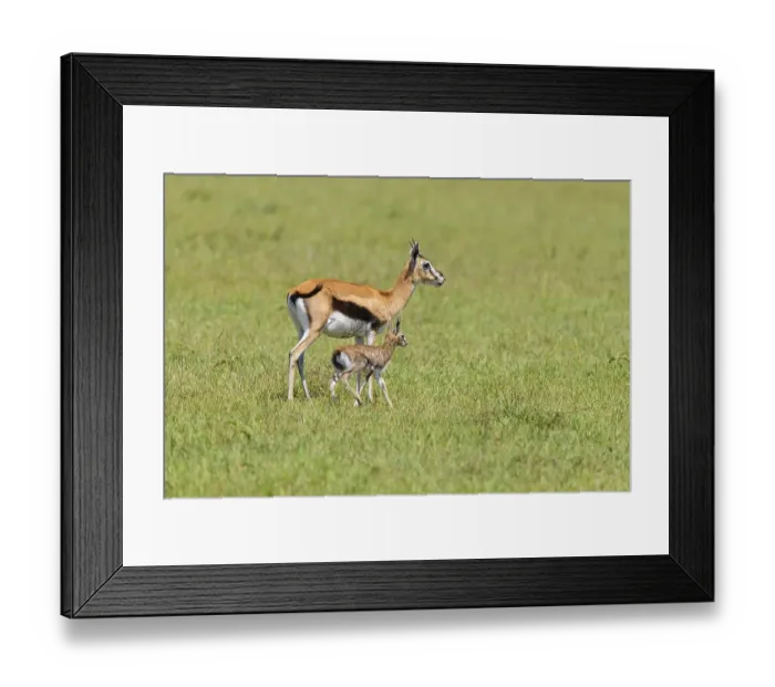 Framed Print : Thompsons Gazelles (Gazella thomsonii)