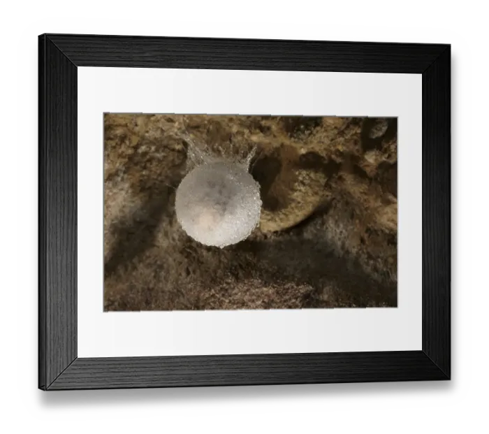 Framed Print : Egg sacs of the European Cave Spider (Meta Menardi) Framed Print : Egg sacs of the European Cave Spider (Meta Menardi)