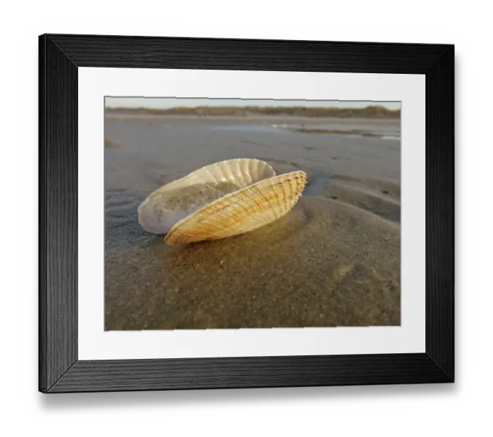 Framed Print : False Angel Wing or American Piddock (Petricola pholadiformis)