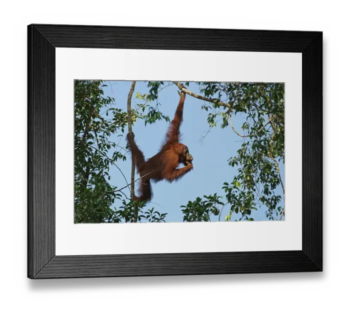Framed Print : Bornean Orangutan (Pongo pygmaeus)