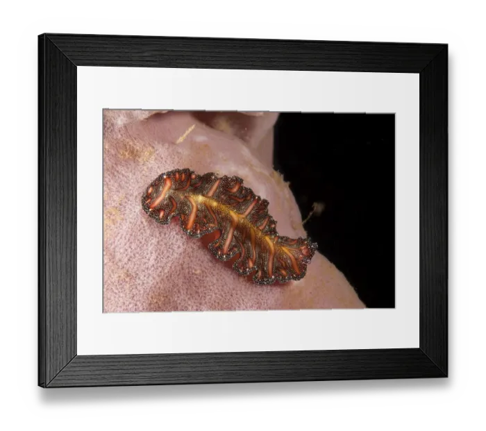 Framed Print : Polyclad flatworm (Pseudobiceros bedfordi), Indonesia, Southeast Asia, Asia