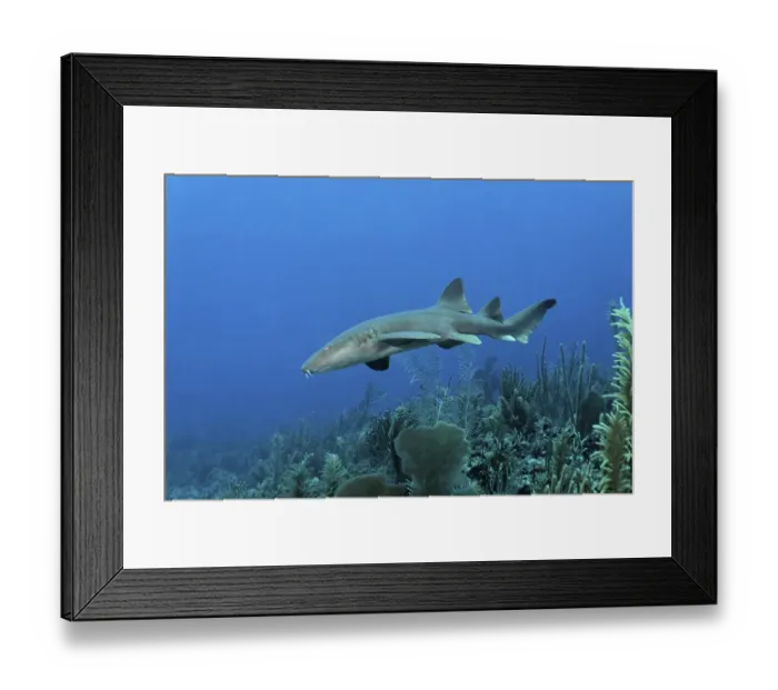 Framed Print : Nurse Sharks (Ginglymostoma cirratum) swimming amongst the coral reef in search of prey