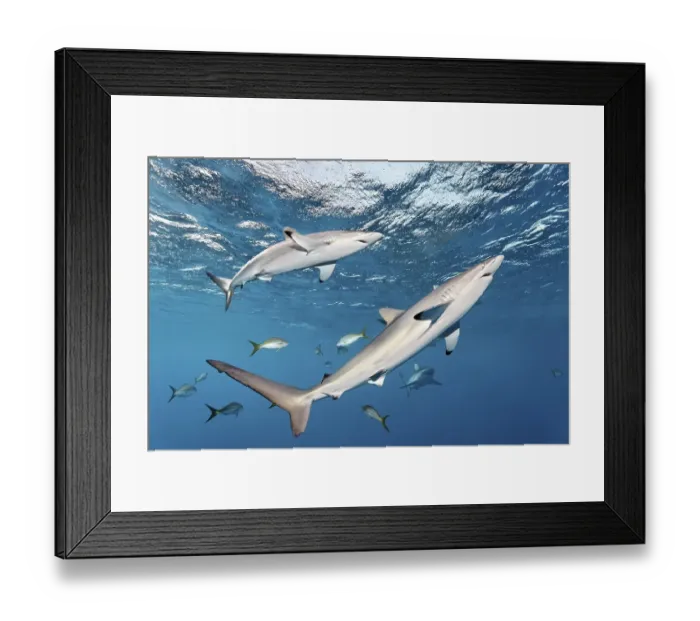 Framed Print : Silky sharks (Carcharhinus falciformis) swimming just below the ocean's surface Framed Print : Silky sharks (Carcharhinus falciformis) swimming just below the ocean's surface