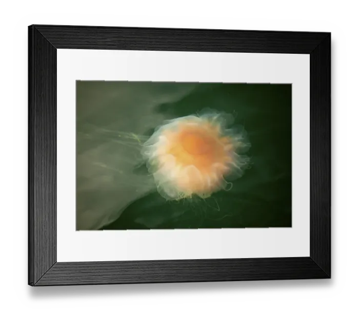 Framed Print : Lion's Mane Jellyfish (Cyanea capillata) in the port of Sonderborg