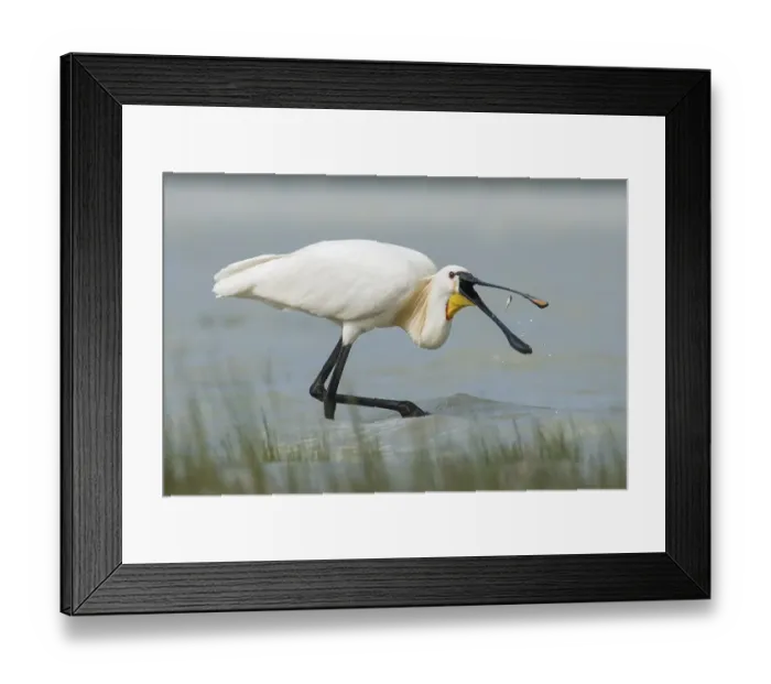 Framed Print : Eurasian Spoonbill or Common Spoonbill (Platalea leucorodia)