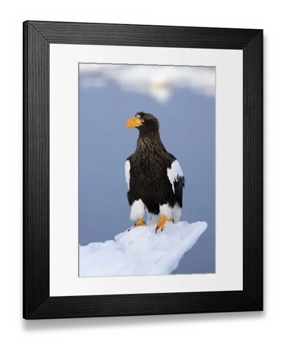 Framed Print : Steller's Sea Eagle (Haliaeetus pelagicus) perched on floating ice