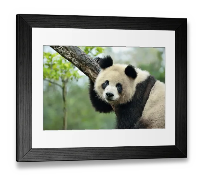 Framed Print : Giant Panda (Ailuropoda melanoleuca) perched on a tree