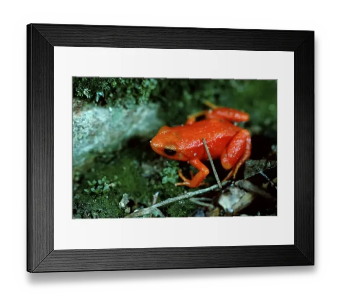 Framed Print : Golden golden mantella (Mantella aurantiaca)