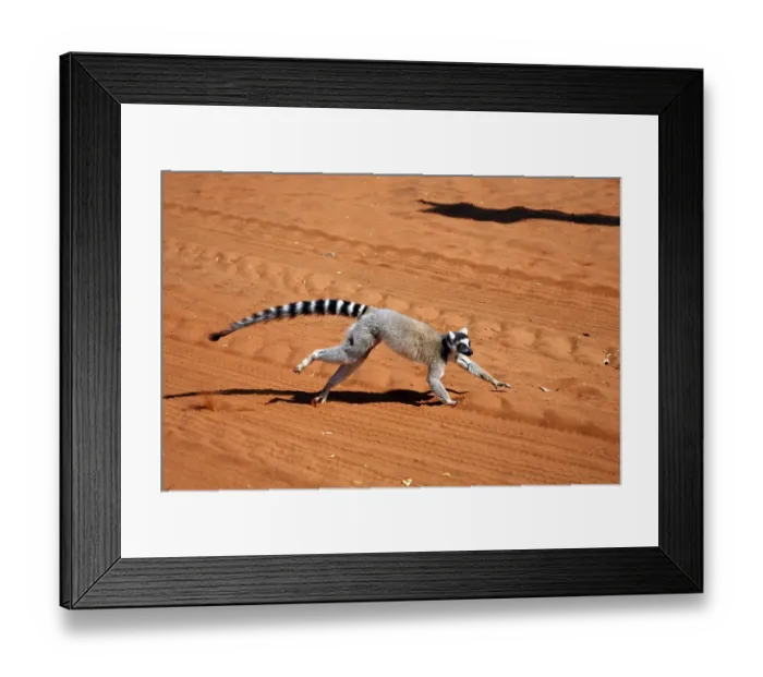 Framed Print : Ring-tailed Lemur (Lemur catta) Framed Print : Ring-tailed Lemur (Lemur catta)