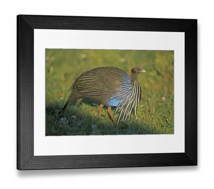 Framed Print : Vulturine guineafowl (Acryllium vulturinum) Framed Print : Vulturine guineafowl (Acryllium vulturinum)