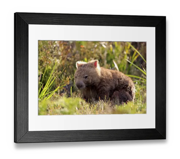 Framed Print : Common common wombat (Vombatus ursinus), Wilson Promontory National Park, Victoria, Australia, Oceania Framed Print : Common common wombat (Vombatus ursinus), Wilson Promontory National Park, Victoria, Australia, Oceania