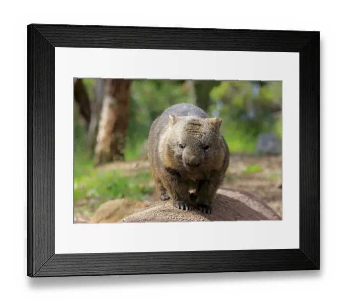 Framed Print : Common common wombat (Vombatus ursinus), adult, Mount Lofty, South Australia, Australia, Oceania