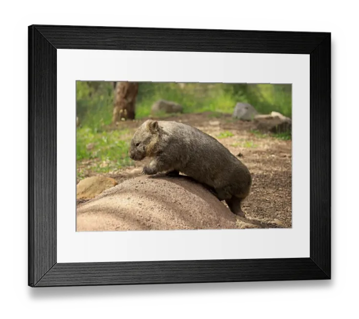 Framed Print : Common common wombat (Vombatus ursinus)