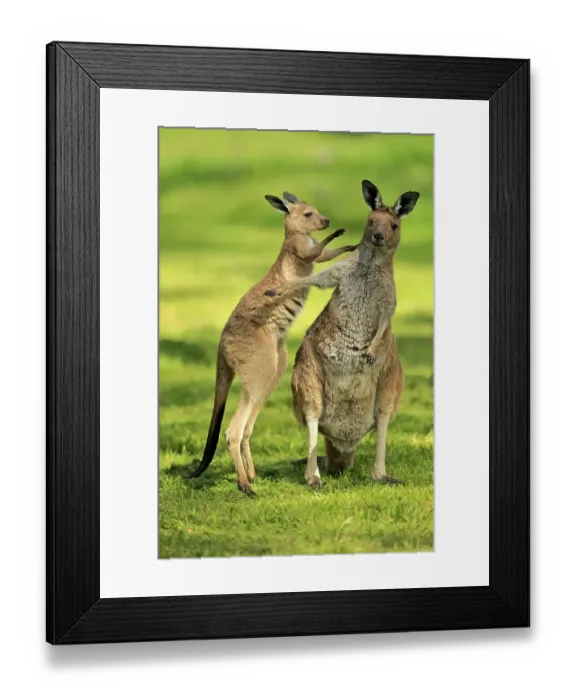 Framed Print : Western Grey Kangaroo (Macropus fuliginosus)
