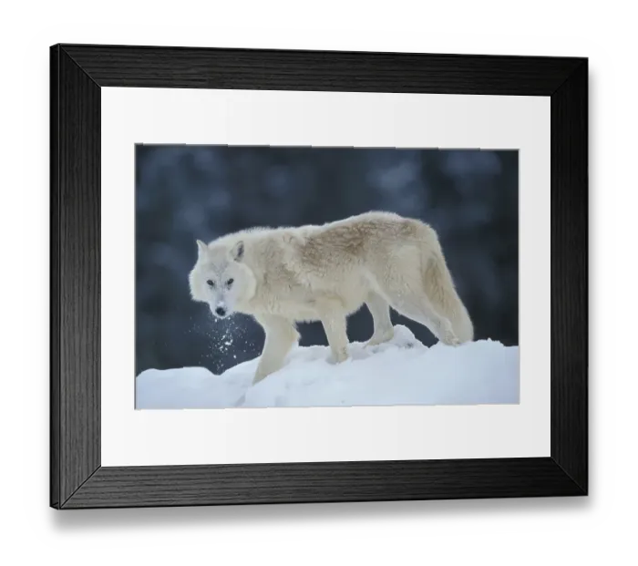 Framed Print : Grey Wolf, White Wolf (Canis lupus tundrorum) Framed Print : Grey Wolf, White Wolf (Canis lupus tundrorum)
