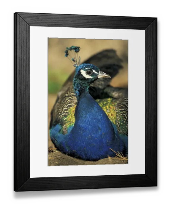 Framed Print : Peacock, Indian or Common Peafowl (Pavo cristatus) Framed Print : Peacock, Indian or Common Peafowl (Pavo cristatus)