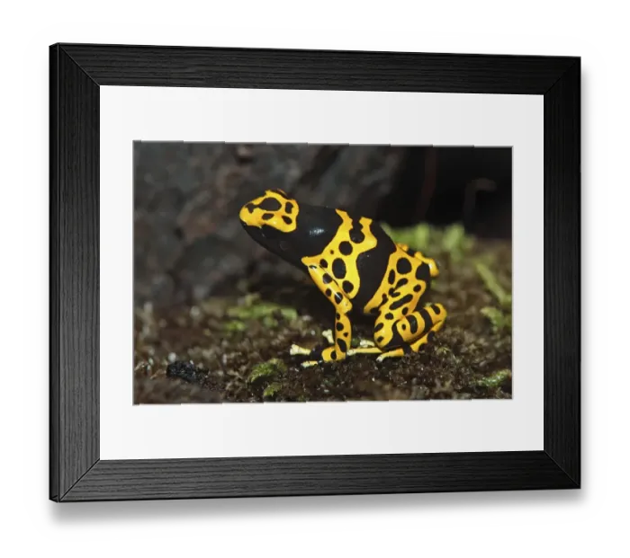 Framed Print : Mature Yellow-banded Poison Dart or Poison Frog (Dendrobates leucomelas)